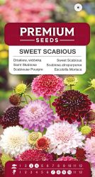 Scabious Sweet Mixed Seeds